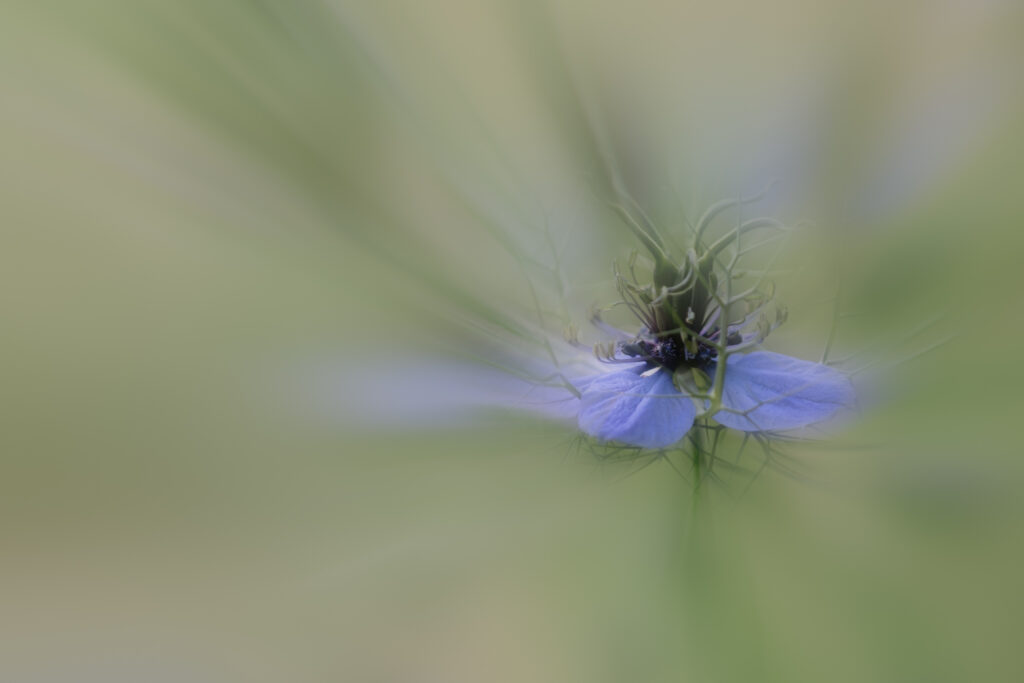 Songe azuré dans le jardin des rêves