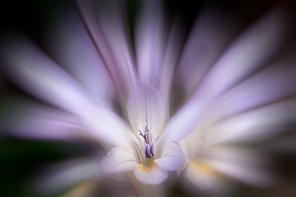 L'élégance du freesia