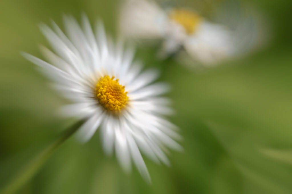 Pâquerette dans le vent