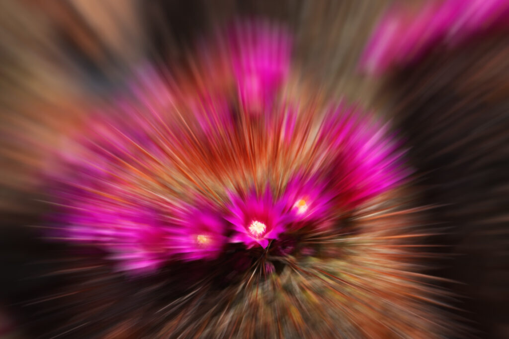 Cactus picantus magnificus !