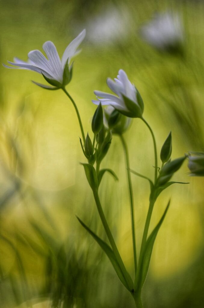 Danse dans les sous bois!