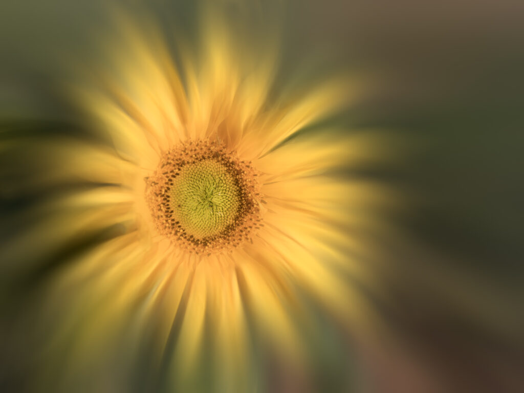 Tournesol empanaché