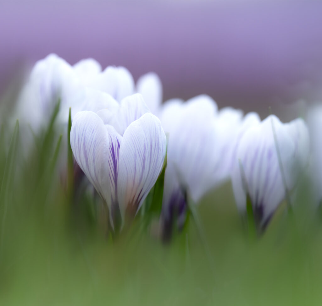 Doux Crocus