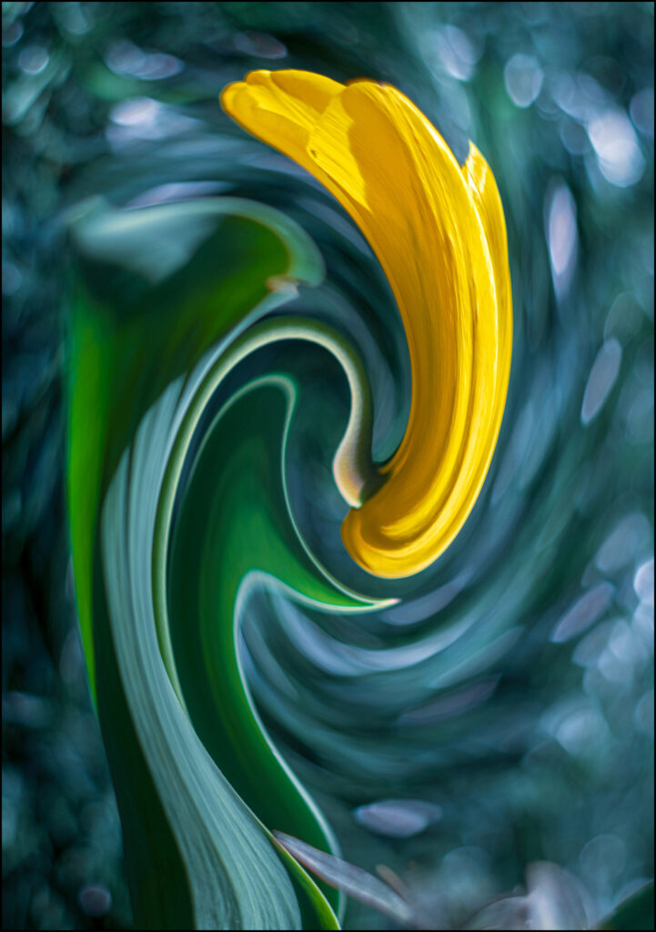 Tulipe dans le vortex