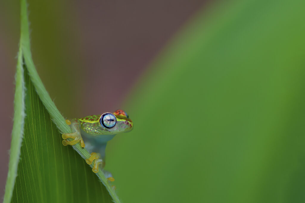 Boophis Tasymena, Madagascar