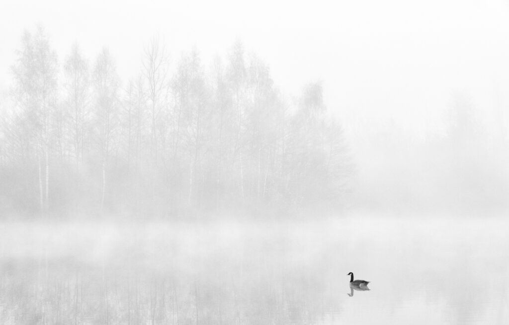 Brume matinale