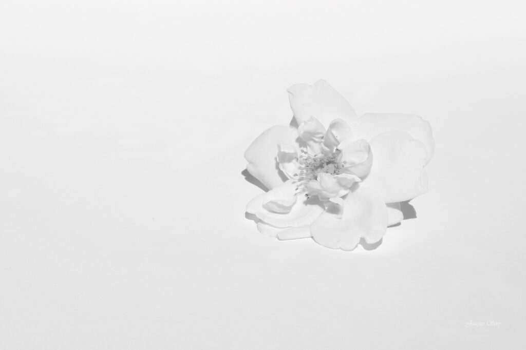 Rose blanche