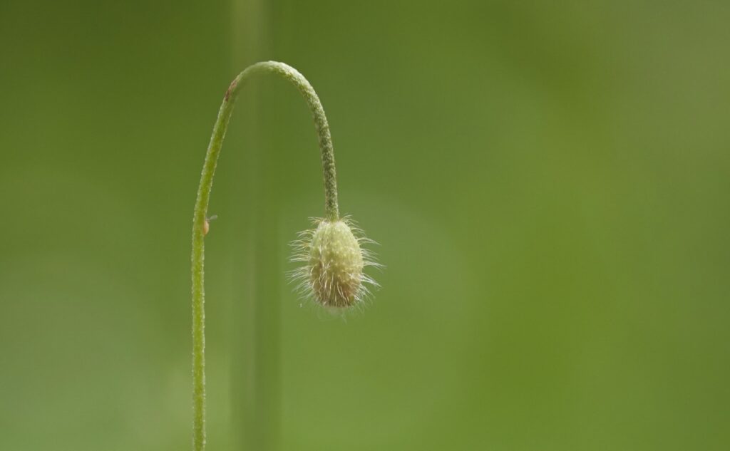 Promesse de fleur