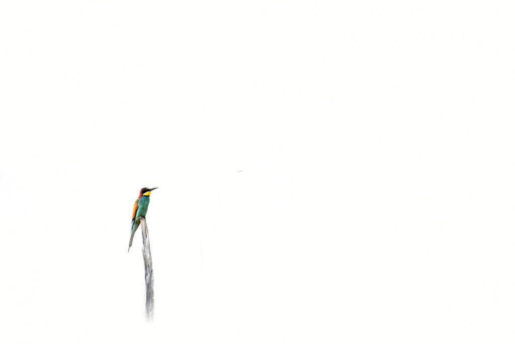 Guêpier solitaire