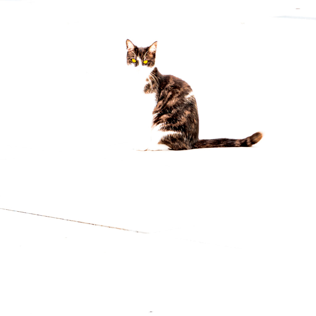 La petite chatte