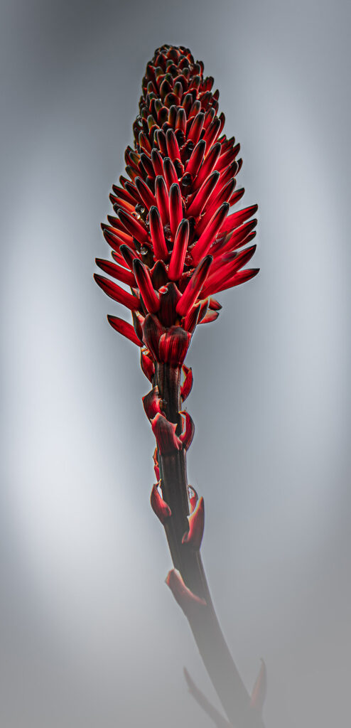 Aloe arborescens