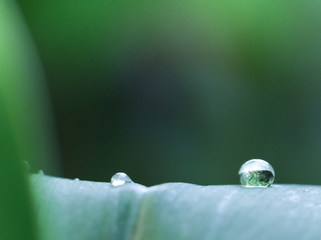la pluie sur le muguet