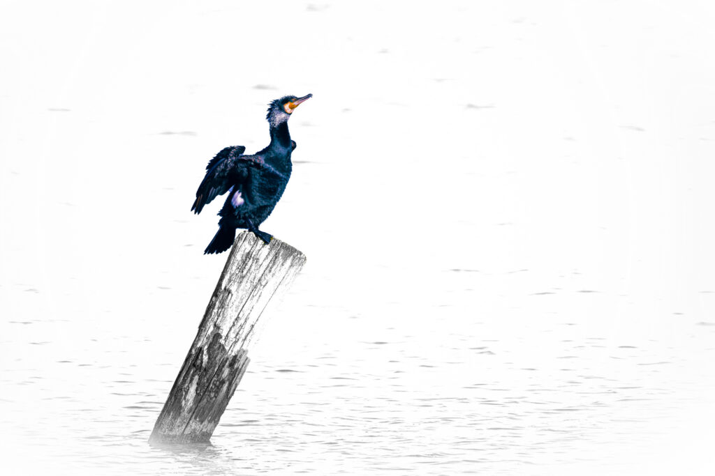 Cormoran