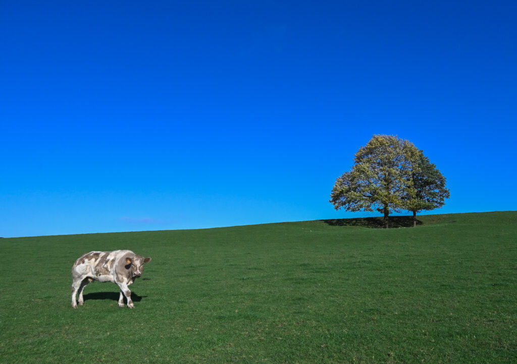 La vache, l'arbre et le ciel bleu
