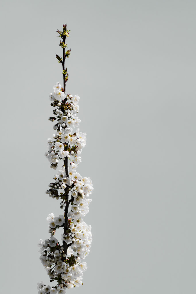 Fleur de cerisier