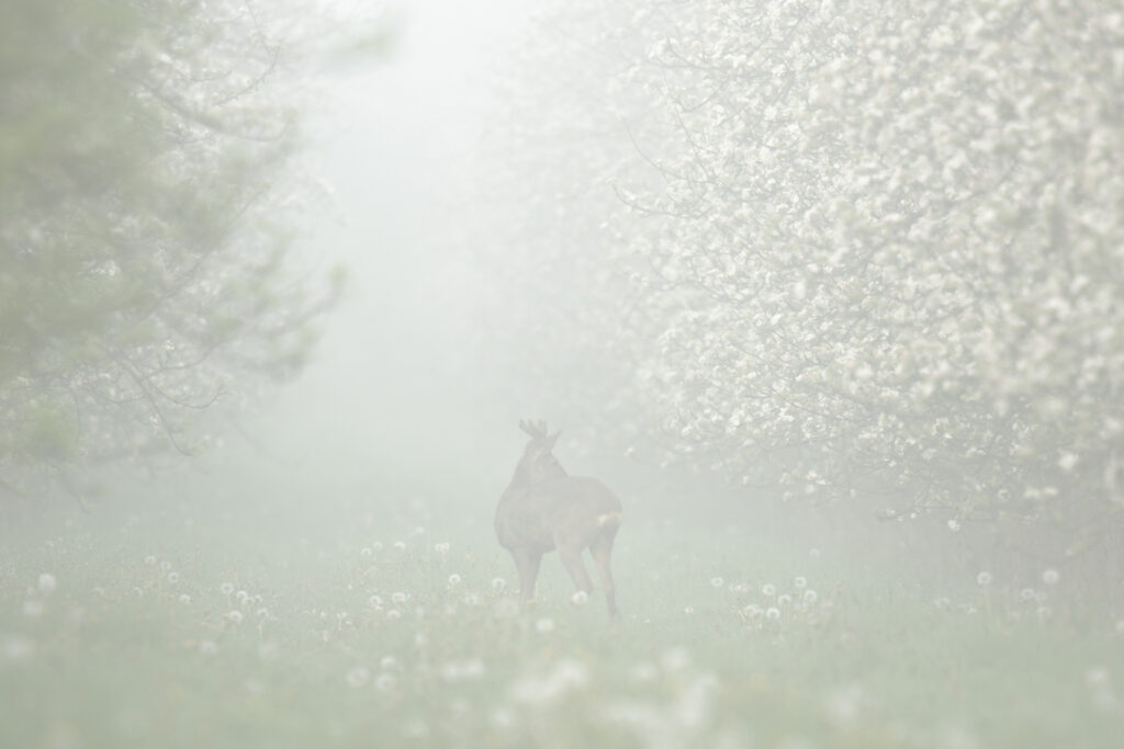 Brume matinale