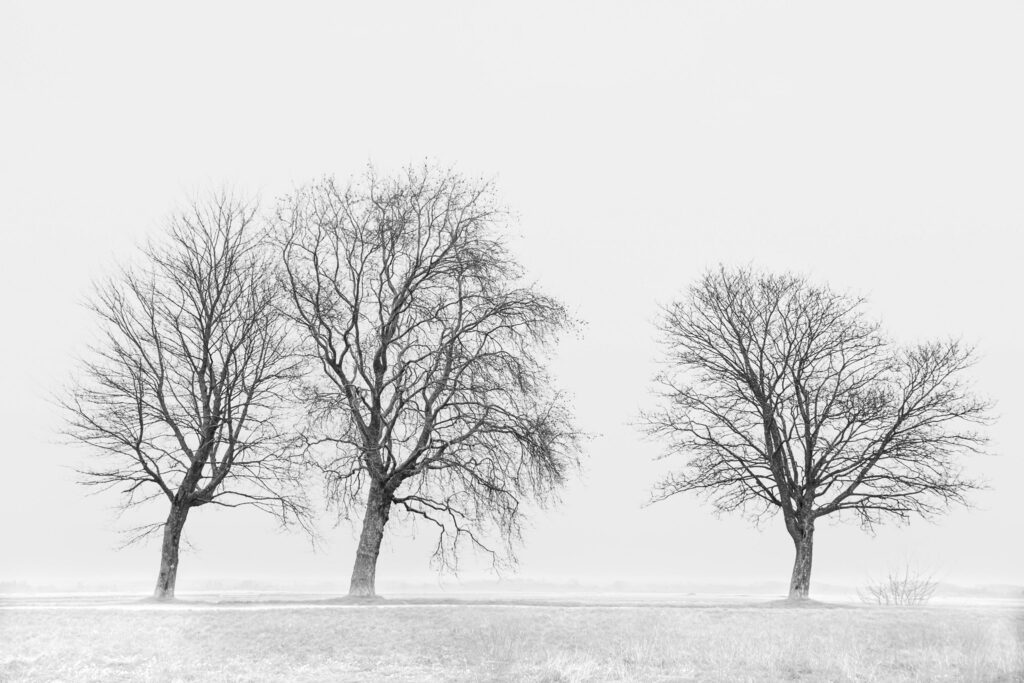 Les trois frères