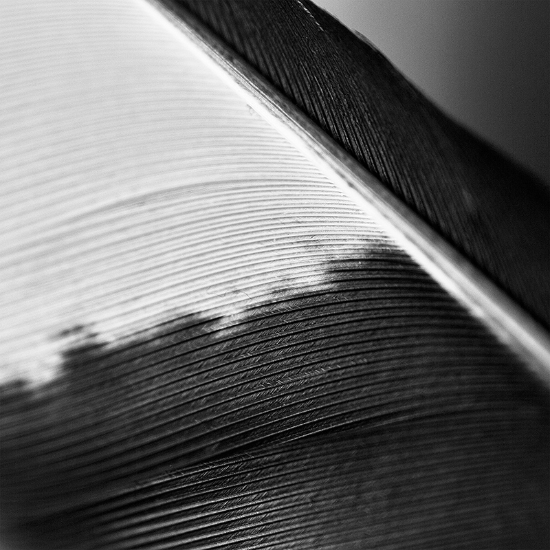 Plume de pie