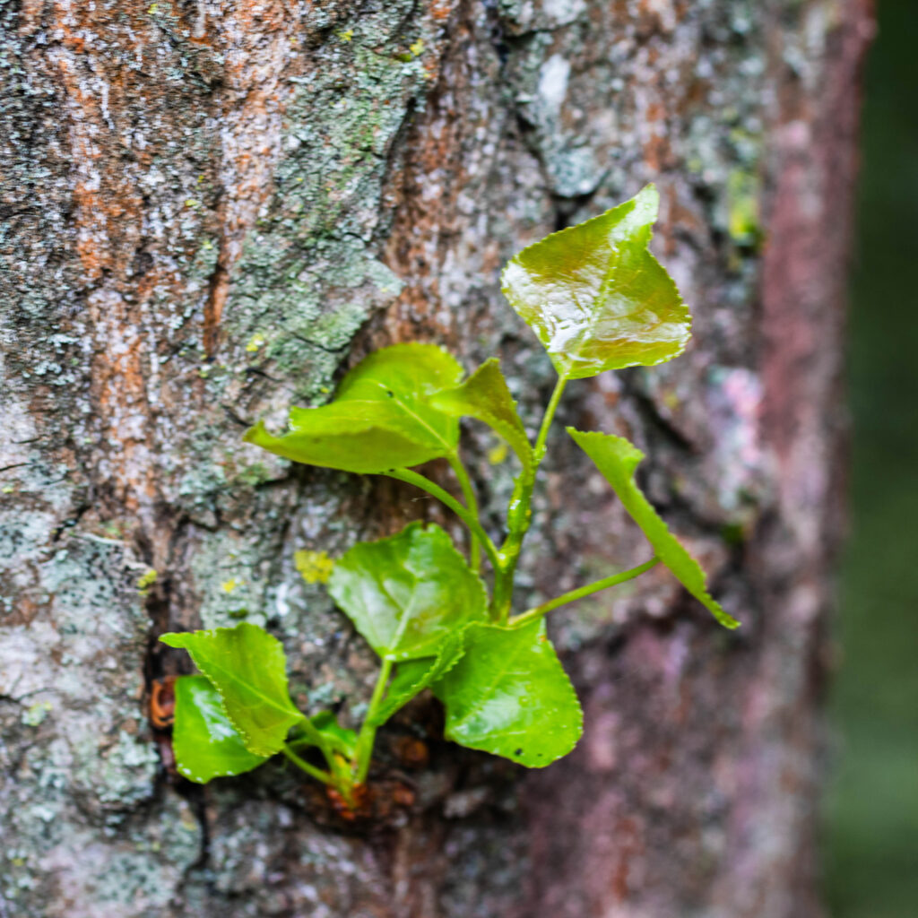 Naissance d'une branche