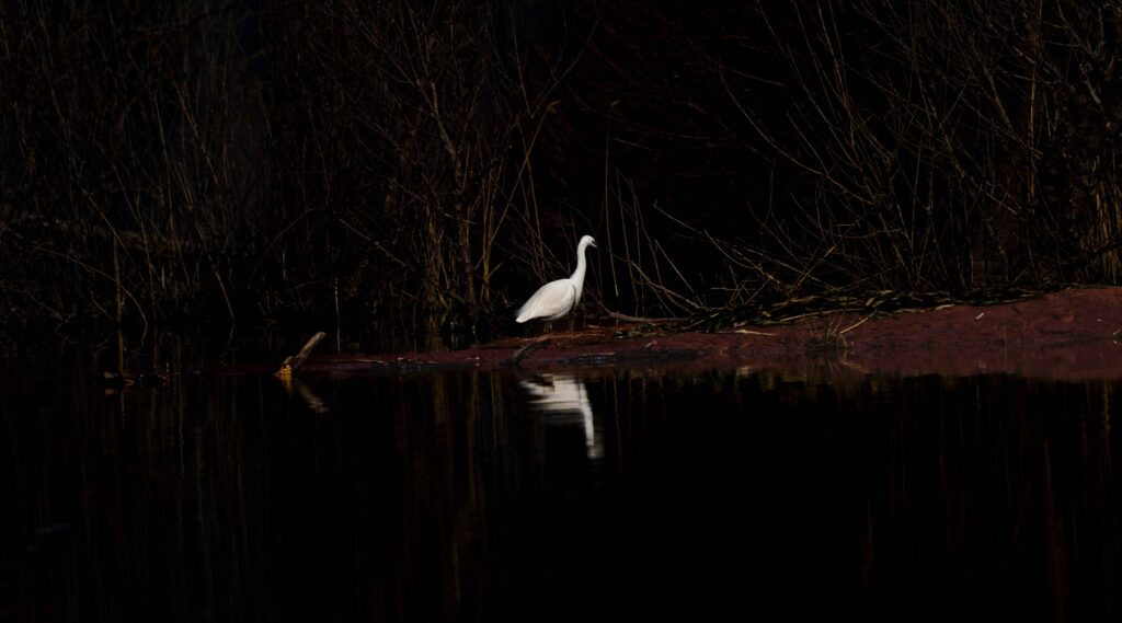 Solitude