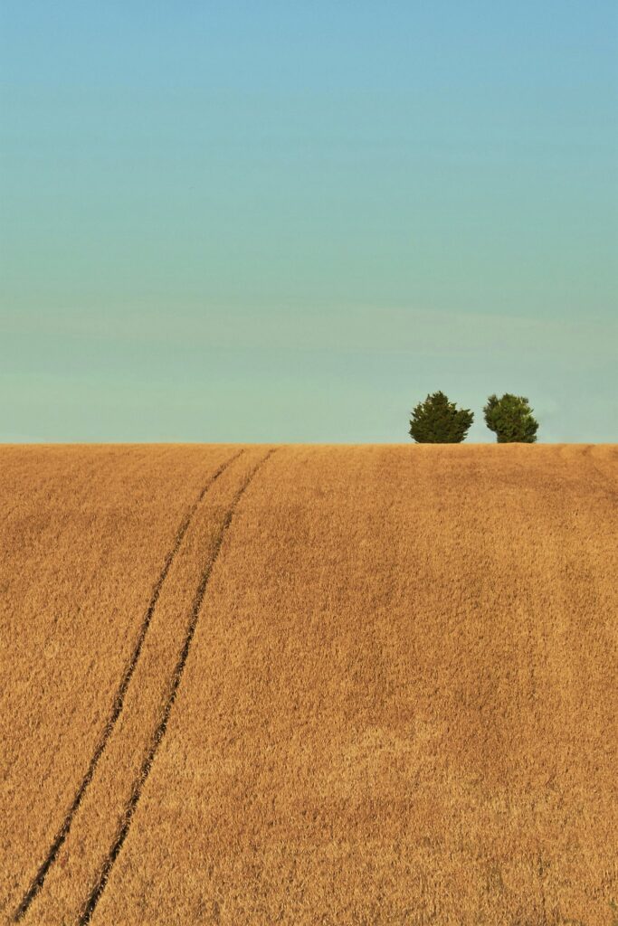 minimalisme anderson