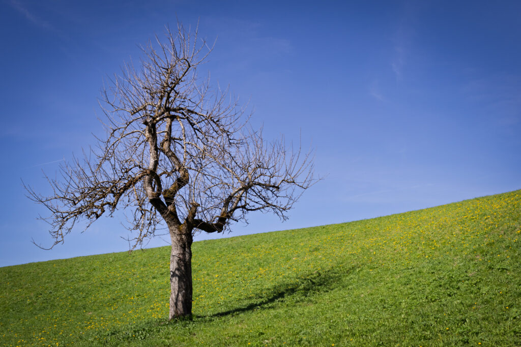 L'arbre seul