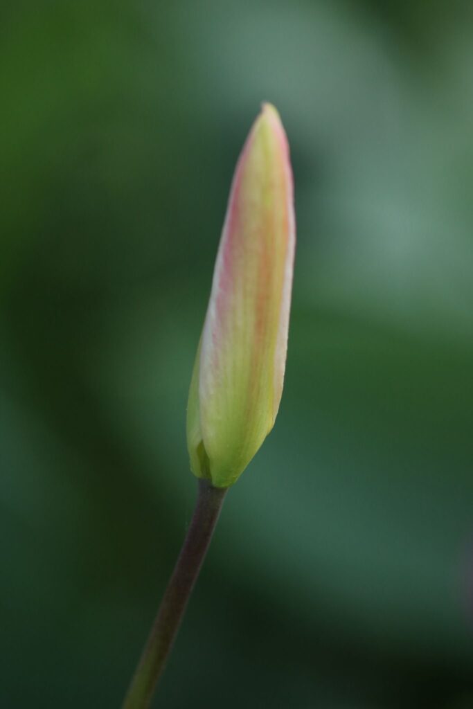 Fleur tulipe