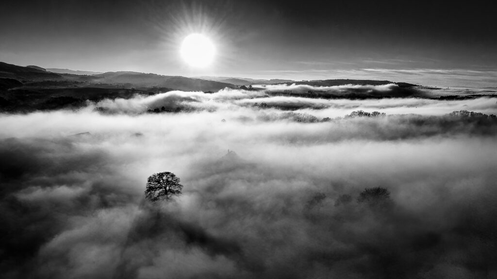 Un arbre