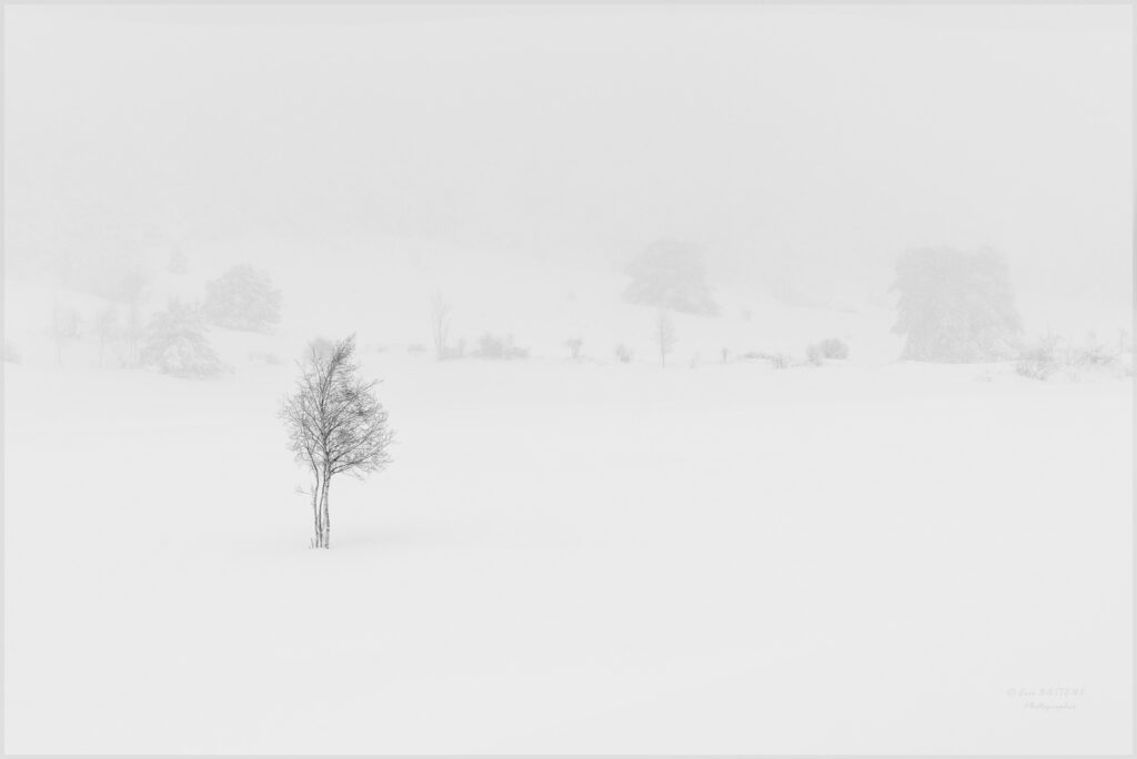 Bouleau dans la neige mais pas dans la brume