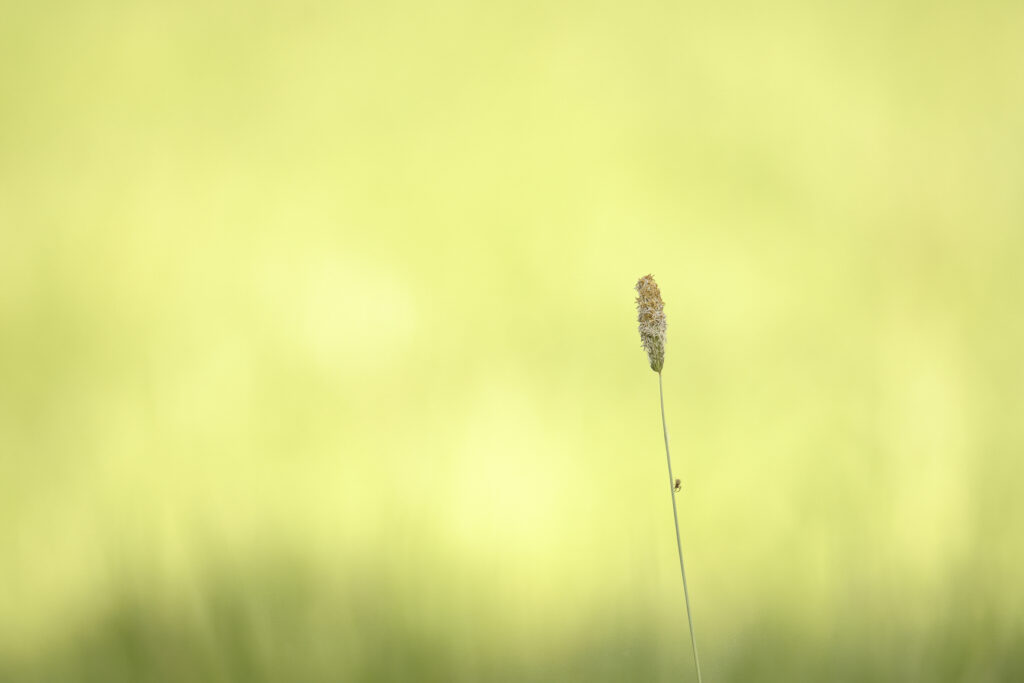 L'acrobate
