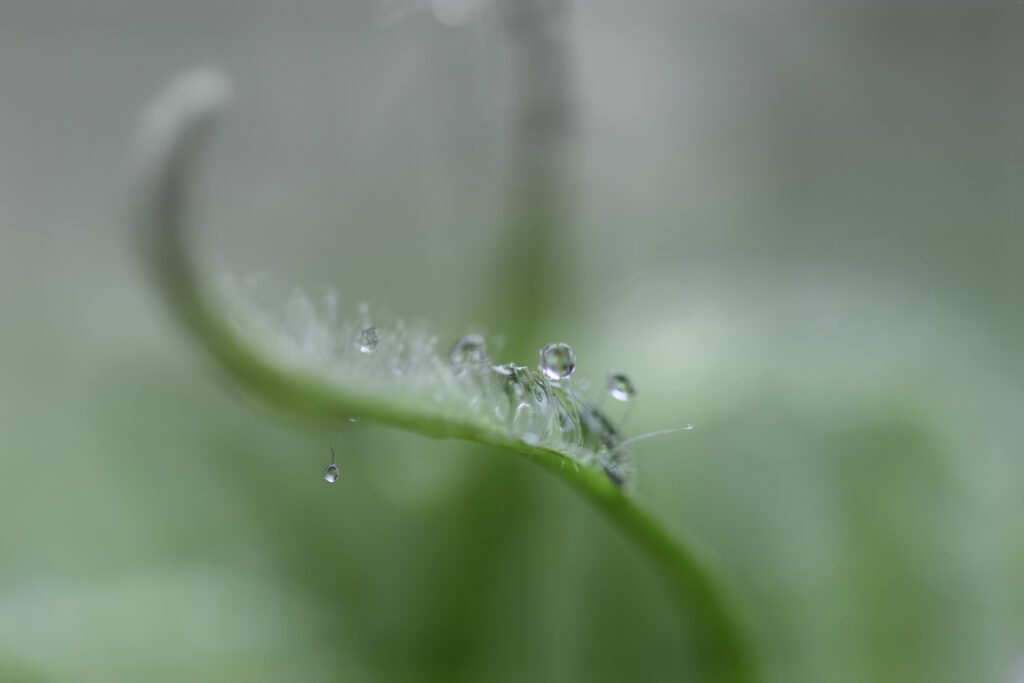 Drosera