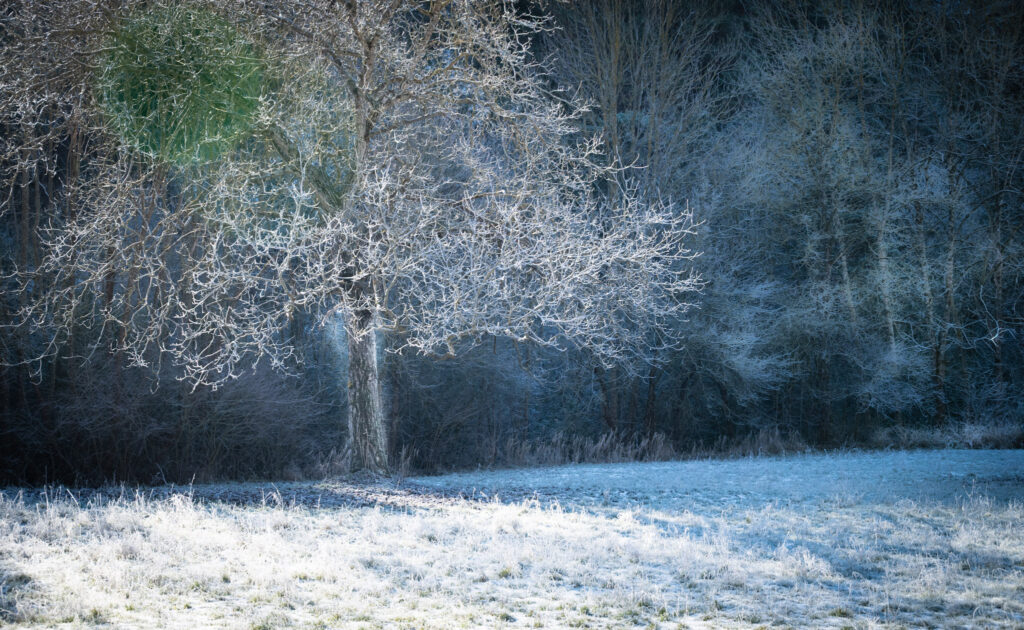 L'arbre de givre