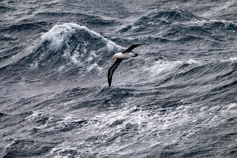Albatros