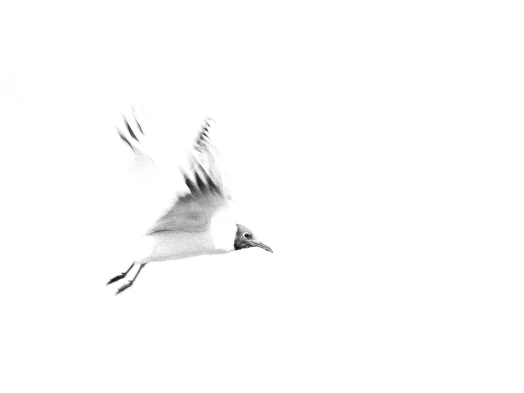 "laughing gull"