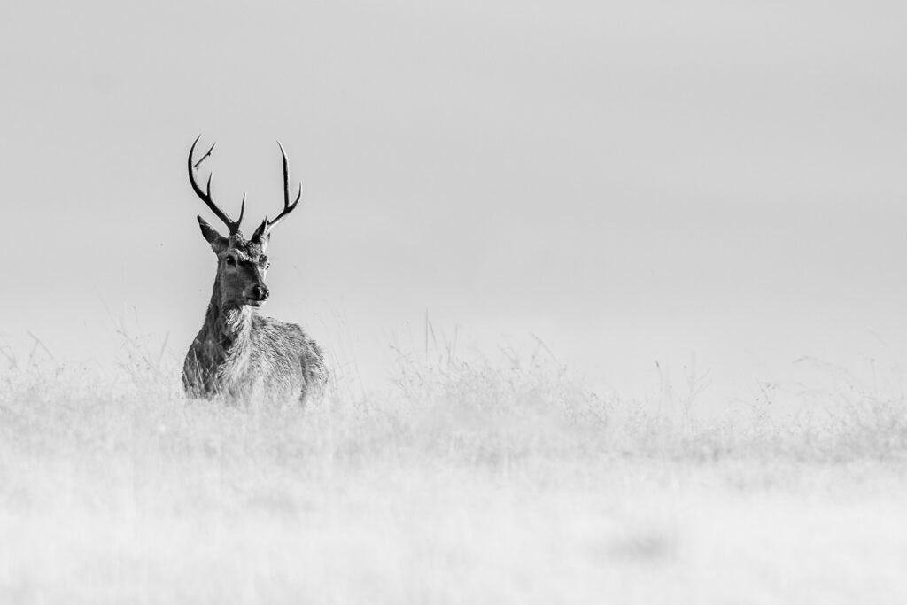 Jeune Cerf