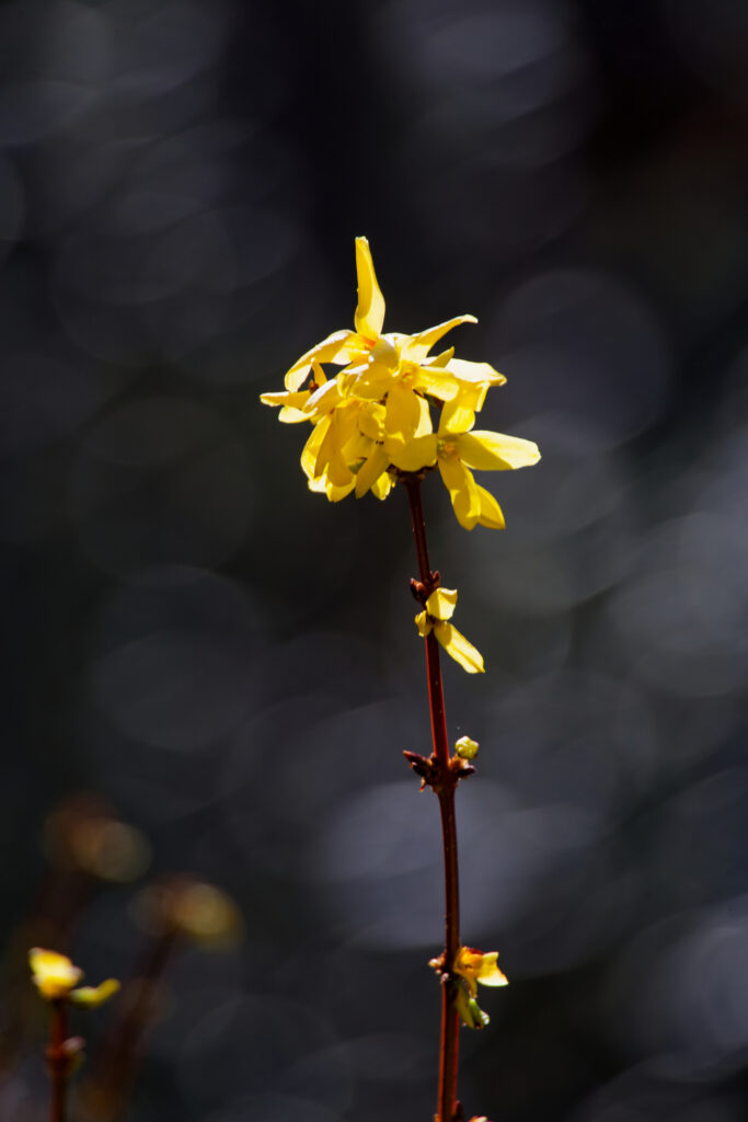 Forsythia