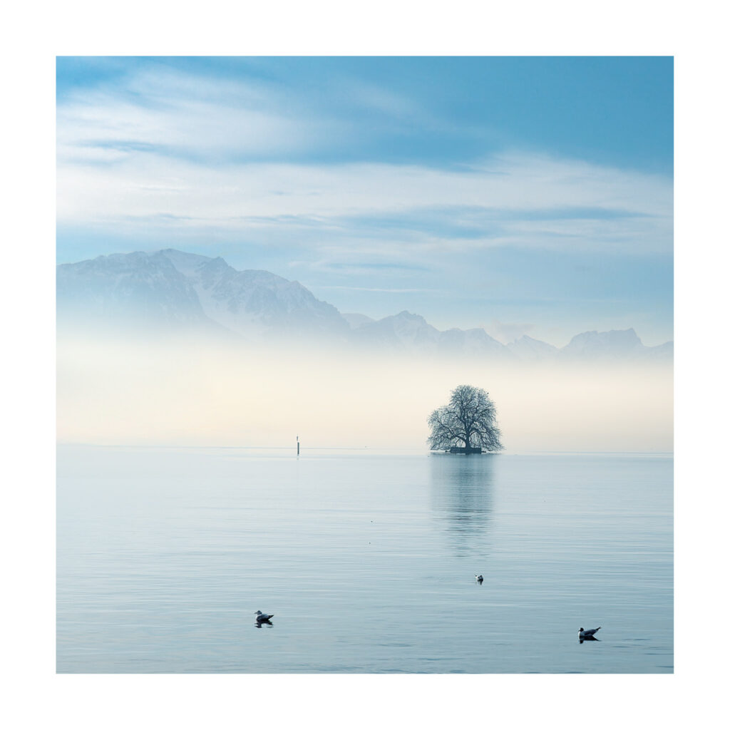 Arbre du Léman