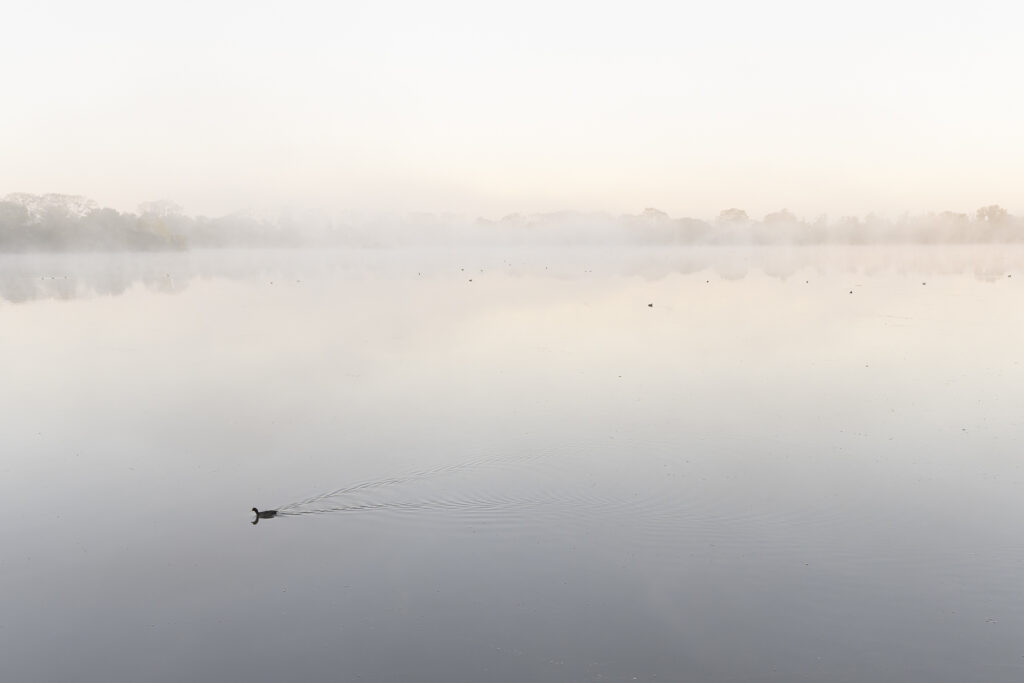 Brume sur l'étang