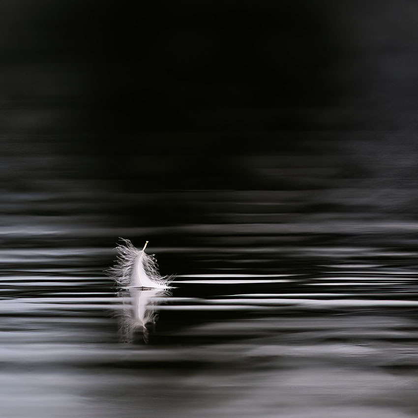 en attendant l'oiseau