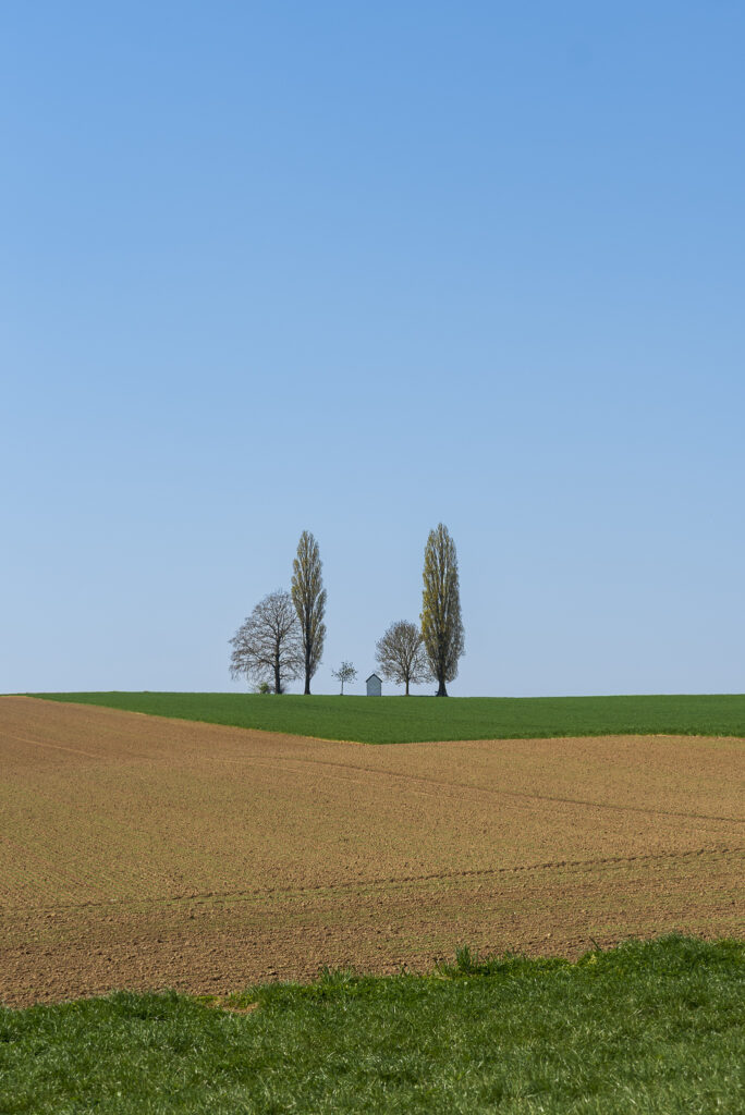 Printemps dans les champs