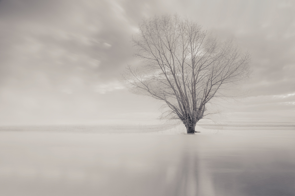 Mon arbre