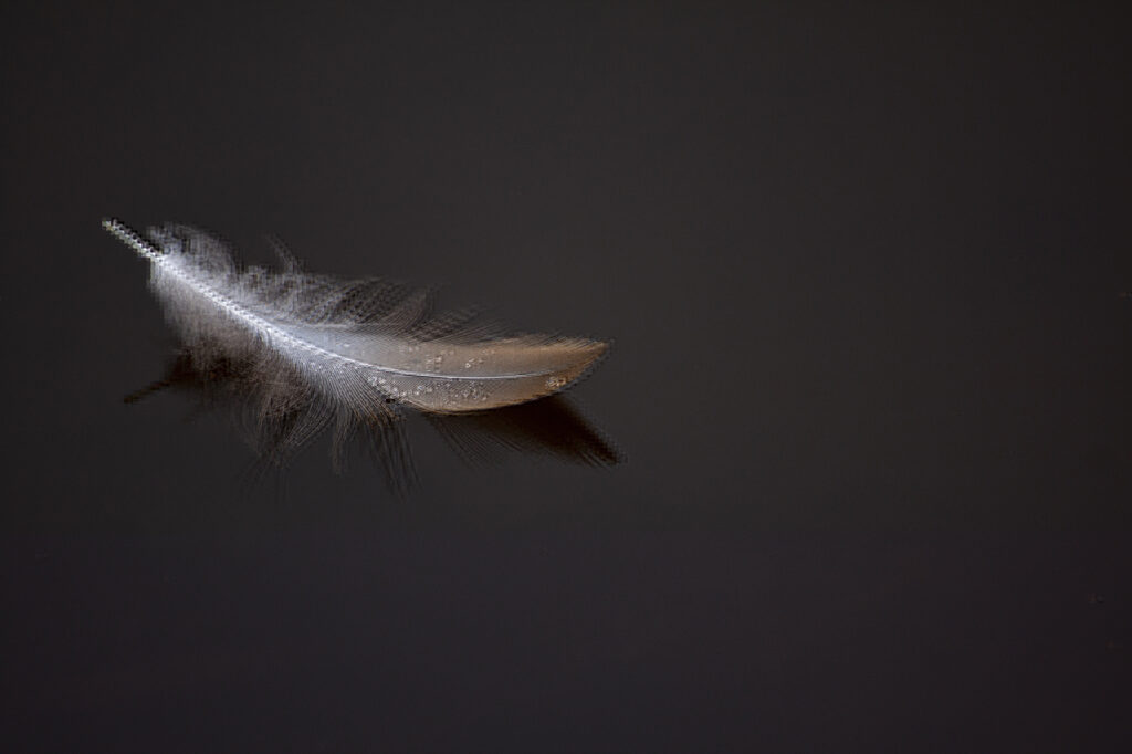 Repos de la plume