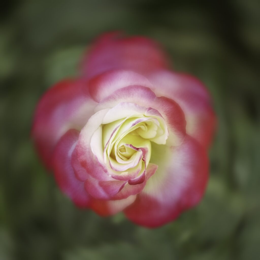 juste pour participer