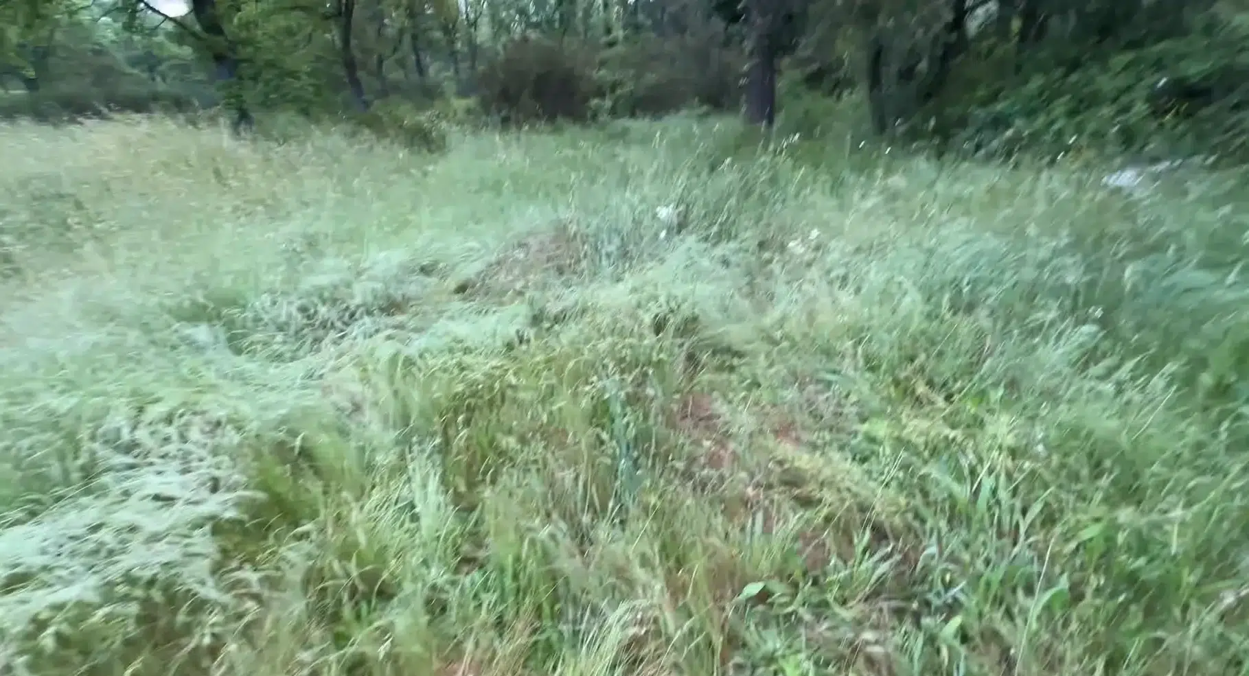 Prairie humide à hautes herbes, habitat naturel de l’ascalaphe