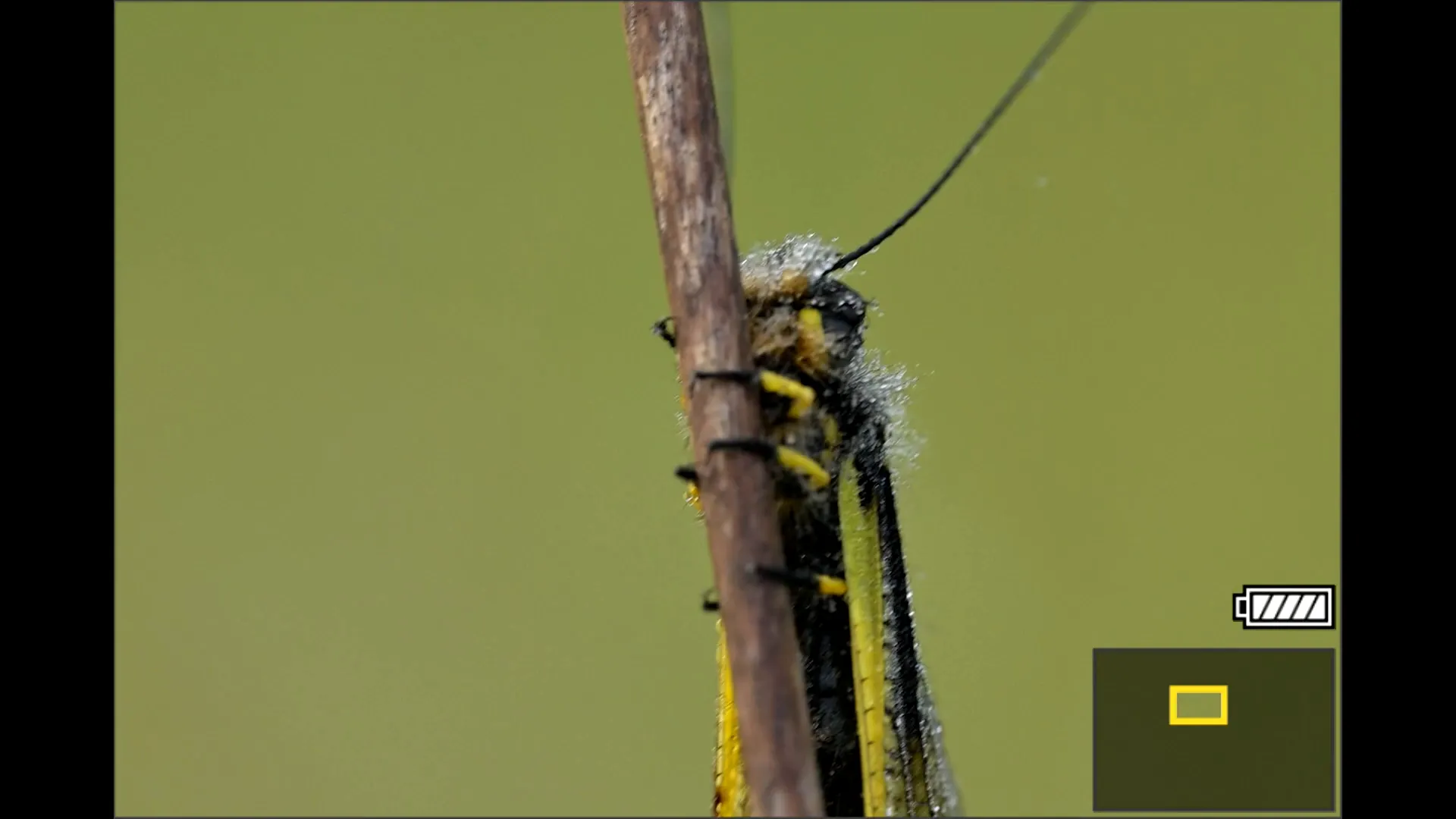 image obtenue avec téléobjectif 400 mm