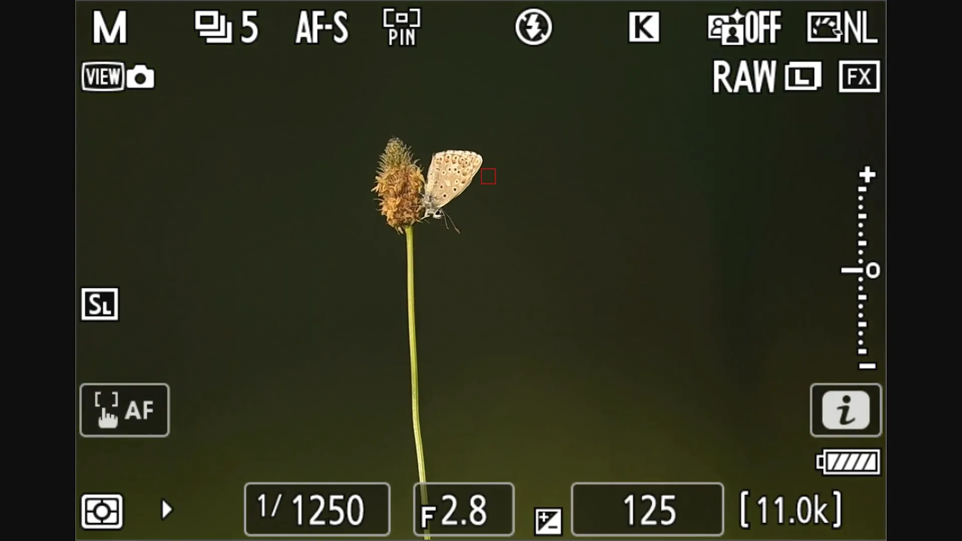 bokeh pleine ouverture