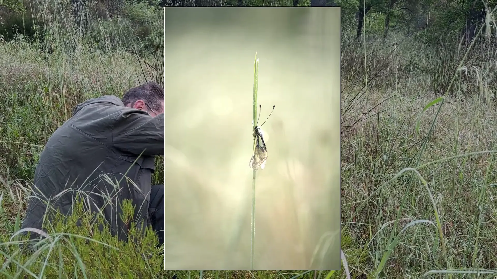 Photographe et image d’un ascalaphe déplacé sur fond clair