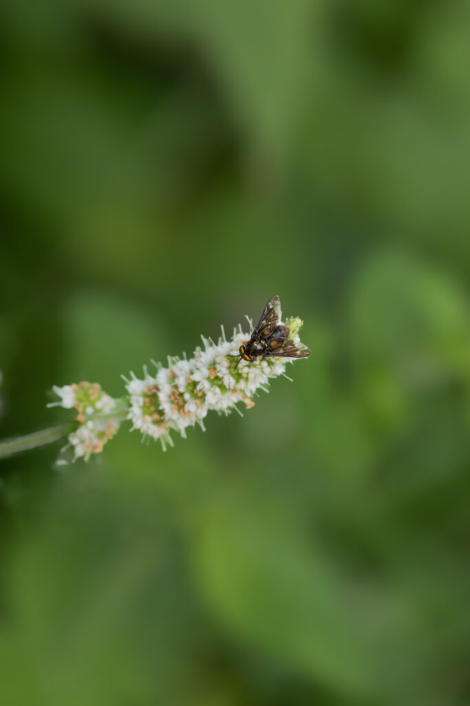 La mouche