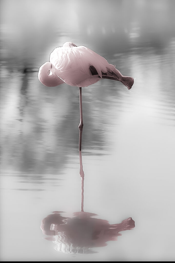 Flamant rose