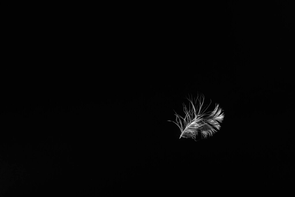 Plume de nuit